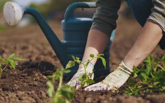 planting in a garden