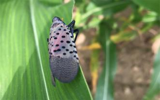 SLF on corn