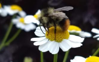 Bumblebee on daisy