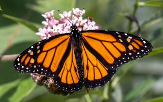 Monarch butterfly