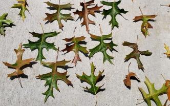 Oak wilt
