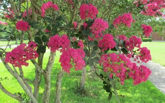 Crape myrtle in Louisiana