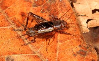 Ground cricket on leaf