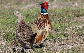pheasants