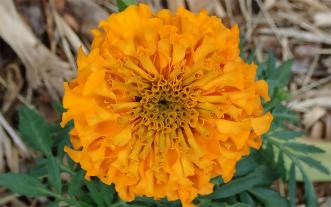 Marigold