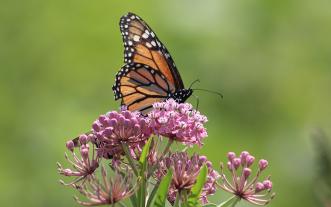 Monarch butterfly on milkweed.