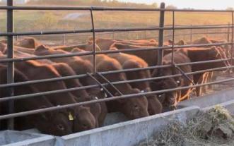Cattle feeding