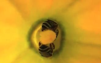 Squash bees in a flower