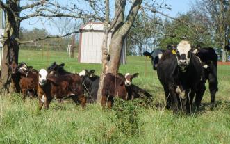 Heifers with calves