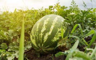 Watermelon in a field