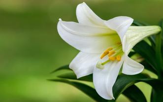 Easter lily