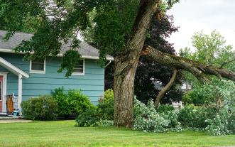 storm-damaged tree