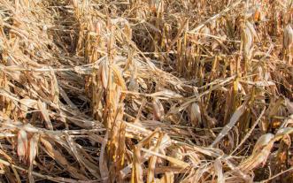 damaged corn