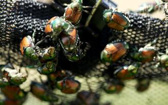 Japanese beetles