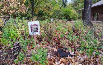 Yard with leaves serving as pollinator habitat