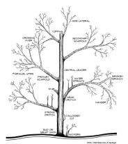 Pruned tree