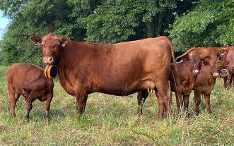 Cows