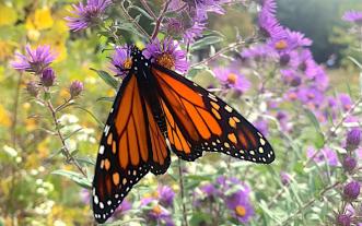 Monarch butterfly