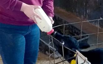 feeding a calf colostrum