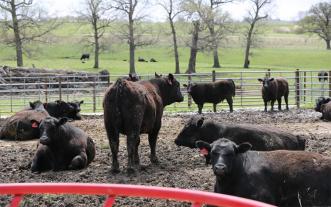 Feedlot at University of Missouri Thompson Farm