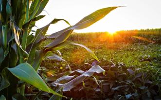 Farm field