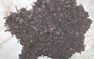 Indiana bat