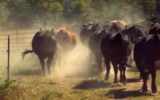 cattle, drought