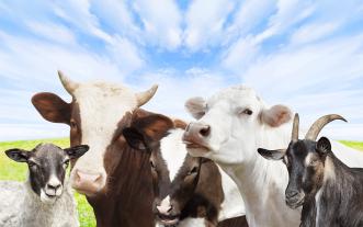 Assorted livestock