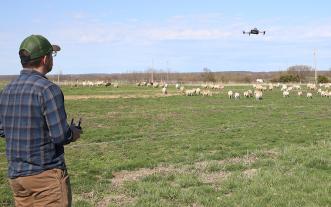 Drone over livestock field
