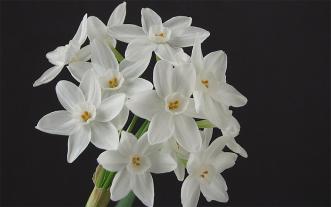 Paperwhite narcissus