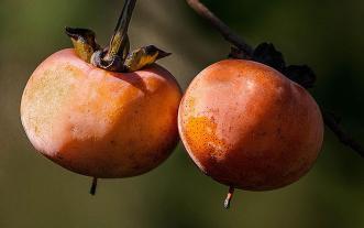 Persimmon fruit