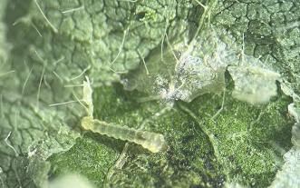 Soybean tentiform leafminer