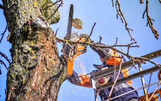 storm-damaged tree