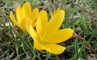 Yellow flower in a lawn