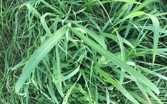 Johnsongrass.