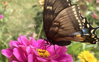 Butterfly on zinnia