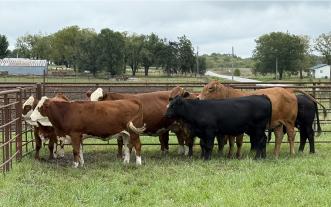 Cows