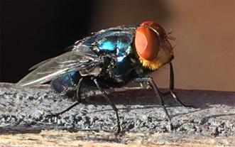 New World screwworm fly