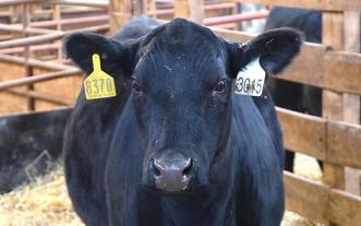 Heifer