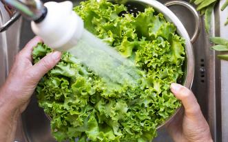 Person washing lettuce