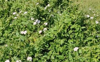 bindweed in a raised garden bed