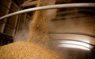 Grain at harvest