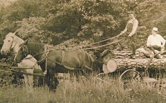 Horton driving team of horses hauling a load of logs