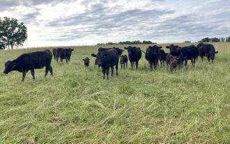 Cattle on pasture