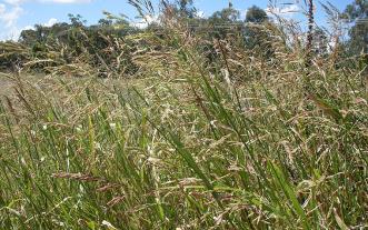 Johnsongrass in a field