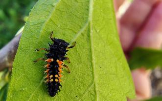 Ladybug larva