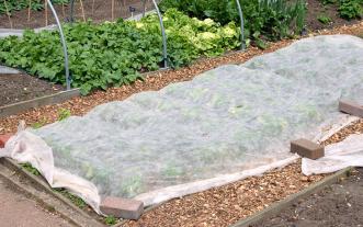 Floating row cover for protecting plants from cold