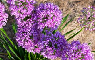 Allium 'Millenium' blossoms.
