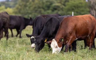 Cattle grazing