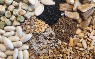 An assortment of seeds